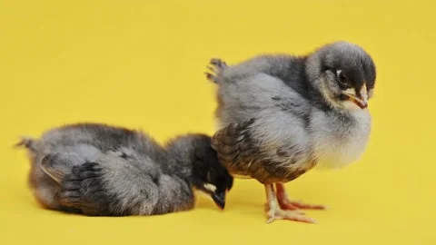 Two gray fluffy little chickens on yellow background. Little birds. Newborn Видео 196336821