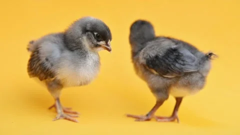 Two gray fluffy little chickens on yellow background. Little birds. Newborn Видео 224539245