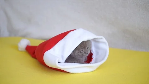 Two gray fold kitten playing with Christmas hat Stock Footage 96464840