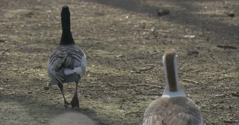 Two Gray Geese Walking Away From Camera Waterfowl Birds in Zoo Feeding in Stock Footage 61904093