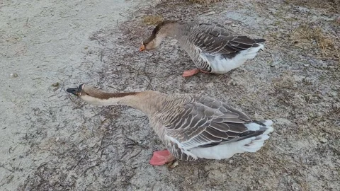 Two gray geese in the yard Video stock 220045076