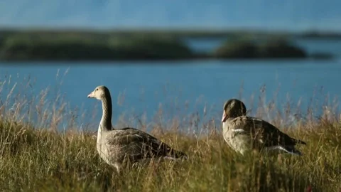 Two gray goose stand on the shore of the oceanic bay. Andreev. Stock Footage 77972398