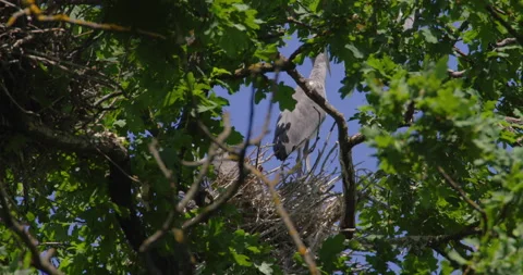 Two gray herons in a nest against blue sky captured through a hole in tree Stock Footage 260229222