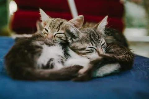 Two gray kitten lay on each other Stock Photos