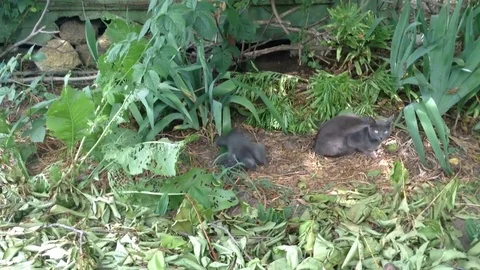 Two Gray Kittens And a Cat are Playing in the Bushes in the Summer Stock Footage 82299990