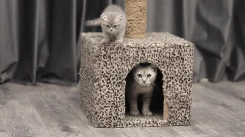 Two gray kittens are playing Stock Footage 248599716