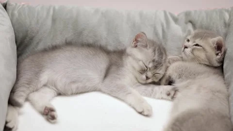 Two gray kittens are sleeping Stock-Footage 248599513