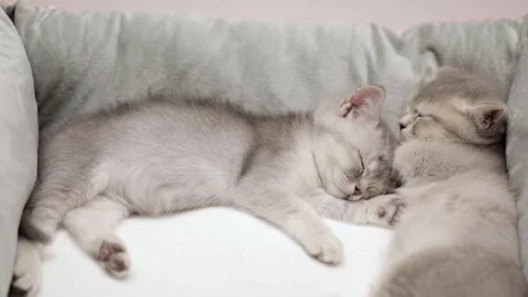 Two gray kittens are sleeping Stock Footage 249580550