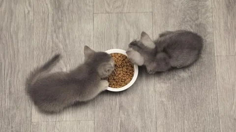 Two gray kittens eat from a bowl, top view Stock Footage 247828853
