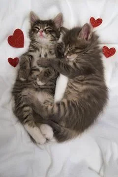 Two gray kittens hugging sleep valentine's day heart valentine's day february 14 Stock Photos