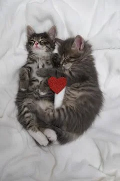 Two gray kittens hugging sleep valentine's day heart valentine's day february 14 Stock Photos