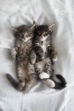 Two gray kittens hugging sleep valentine's day heart valentine's day february 14 Stock Photos