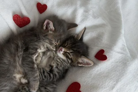 Two gray kittens hugging sleep valentine's day heart valentine's day february 14 Stock Photos