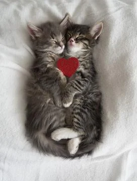 Two gray kittens hugging sleep valentine's day heart valentine's day february 14 Stock Photos