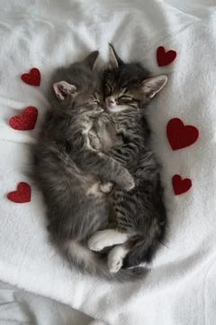 Two gray kittens hugging sleep valentine's day heart valentine's day february 14 Stock Photos