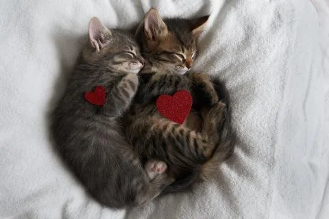 Two gray kittens hugging sleep valentine's day heart valentine's day february 14 Stock Photos