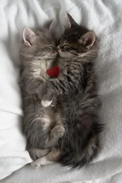 Two gray kittens hugging sleep valentine's day heart valentine's day february 14 Stock Photos