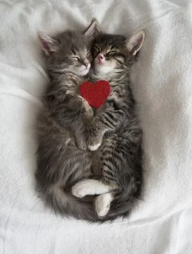 Two gray kittens hugging sleep valentine's day heart valentine's day february 14 Stock Photos