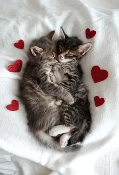 Two gray kittens hugging sleep valentine's day heart valentine's day february 14 Stock Photos