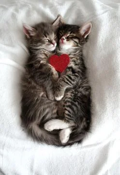 Two gray kittens hugging sleep valentine's day heart valentine's day february 14 Stock Photos
