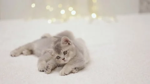 Two gray kittens lie on the background of Christmas bokeh Video stock 248782936