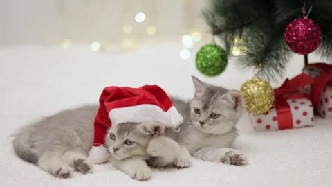 Two gray kittens lie near the christmas tree Видео 249014697