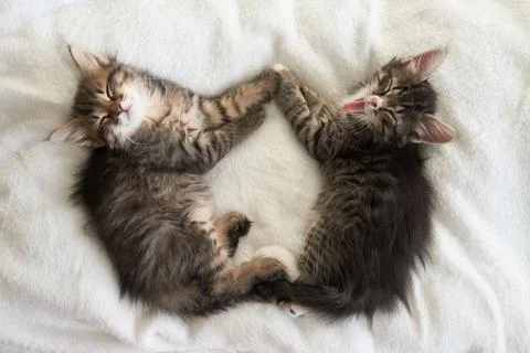 Two gray kittens lie playing on the couch kitten yawns a heart Stock Photos