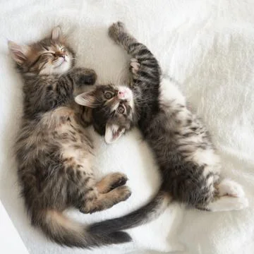 Two gray kittens lie playing on the couch kitten yawns a heart Stock Photos