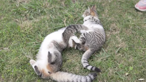 Two gray kittens play on the grass in the summer Stock Footage 230157190