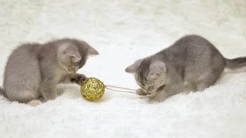 Two gray kittens playing with a Christmas ball Stock Footage 249580987