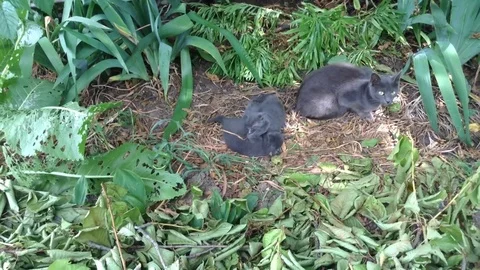 Two Gray Kittens Playing in the Grass and their Mother Cat Stock Footage 82299998