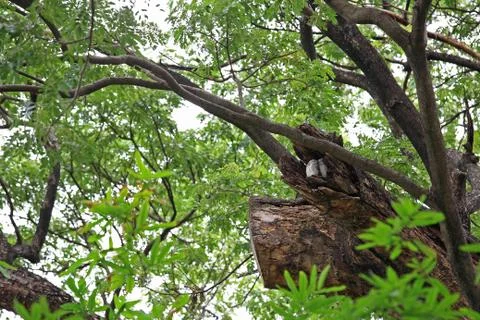 Two gray owls Stock Photos