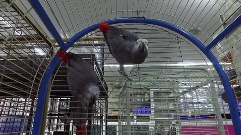 Two gray parrots hang on the grid and gaze into the camera. Stock Footage 77330781