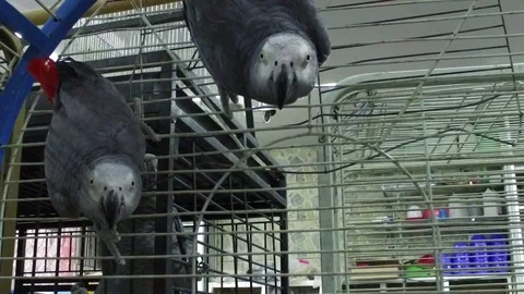 Two gray parrots hang on the grid. Stock Footage 77330799