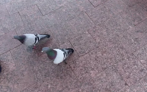Two gray pigeons are walking on the sidewalk in the city Stock Footage 242832157