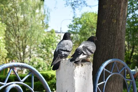 Two gray pigeons Stock Photos