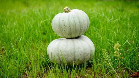 Two gray pumpkins on a background of green grass. Own harvest. Stock Photos