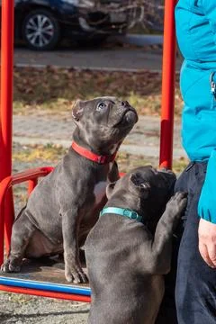 Two gray puppies with collars interacting with a person on a red playground s Stock Photos