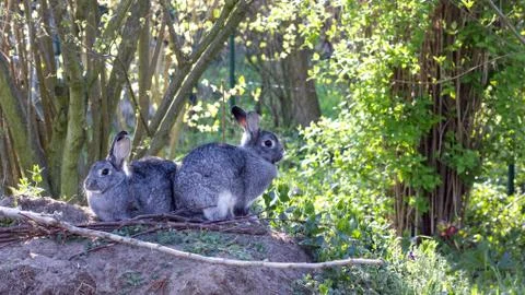 Two gray rabbits Stock Photos