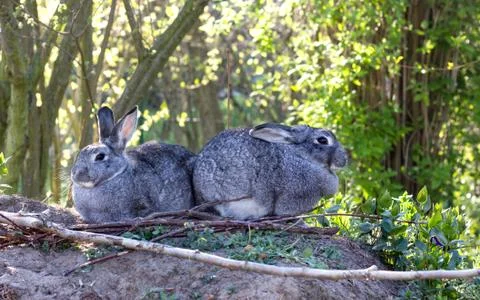 Two gray rabbits Foto stock