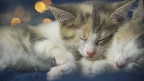 Two gray-red-white kittens sleep against the background of yellow Christmas Stock Footage 159523060