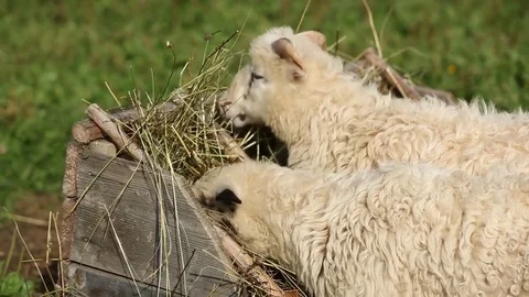 Two gray sheep eat hay in the pasture Stock Footage 71590909