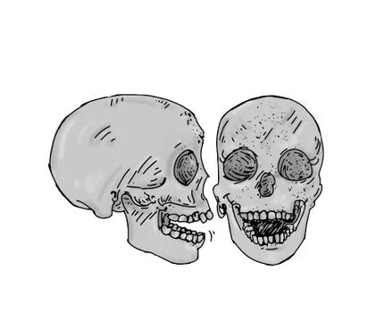 Two gray skulls and one in front of human bones Stock Illustration