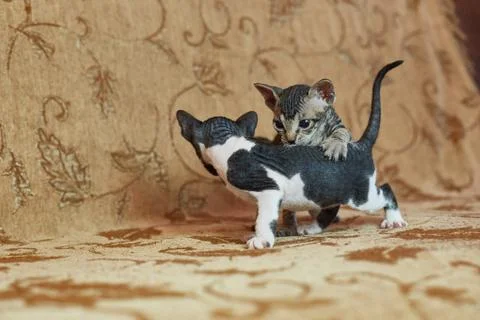 Two gray sphinx kittens playing with each other. Stock Photos