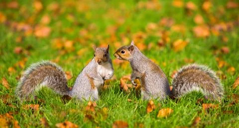 Two gray squirrels on the grass Stock Photos