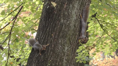 Two gray squirrels rest on a tree Stock-Footage 119814551
