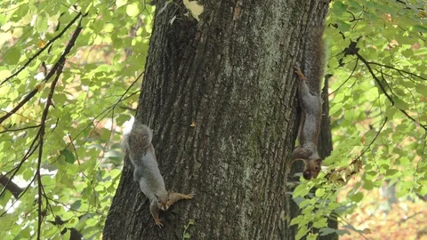 Two gray squirrels rest on a tree Stock Footage 119814596