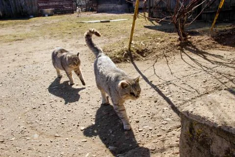 Two gray striped cats in the sun. Views of the village Stock Photos