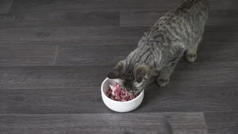 Two gray striped kittens and a big fluffy red cat eat meat.	 Stock Footage 220535152