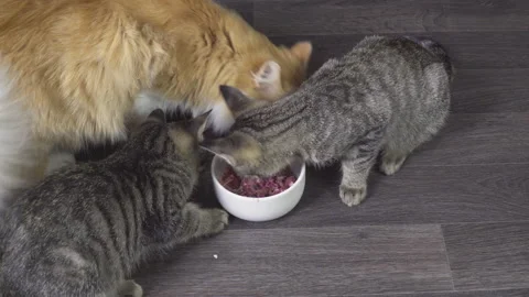 Two gray striped kittens and a big fluffy red cat eat meat.	 Stock Footage 220535487